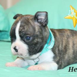 Henry - Brindle and white male Boston Terrier puppy in Brooksville, Florida from Delamorés Pups