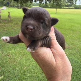 Surf - Liver male Miniature Schnauzer puppy in Silver Creek, Mississippi from Mamie’s Minis, LLC