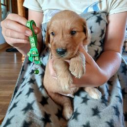 Dark green - Dark golden male Golden Retriever puppy in Lanesboro, Minnesota from Eagle Ridge Golden Retrievers