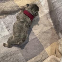 Elaine - Blue fawn female French Bulldog puppy in Success, Missouri from Salty Pawz Kennel LLC