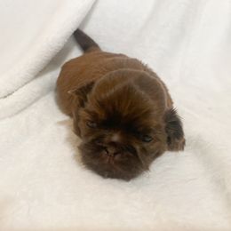 Thelma - Liver female Shih Tzu puppy in Jackson Township, New Jersey from Lilly’s Shih Tzus by the Sea