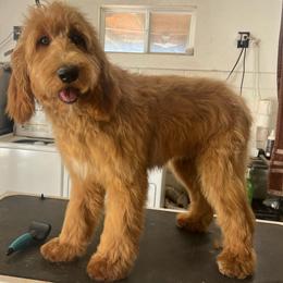 Lilly - Red female Assorted Doodle Crosses puppy in Calimesa, California from Teakwood Poodles of SoCal