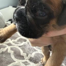 Edmond - Fawn male Boxer puppy in Medical Lake, Washington from Box and Bully Estates: Boxers and Old English Bulldogs