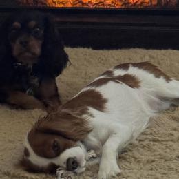 Cavalier King Charles Spaniels from Caloobanan Cavaliers