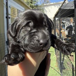 Black Boy - Black male Labrador Retriever puppy in Boise, Idaho from Wings of Freedom Retrievers and Malinois