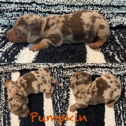 Pumpkin - Dapple male Dachshund puppy in Pollok, Texas from Magnolia Kennels