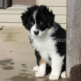 Australian Shepherd Puppies from Little Creek Acres Australian Shepherds