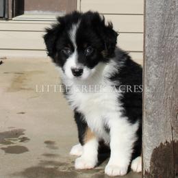 Australian Shepherd Puppies from Little Creek Acres Australian Shepherds