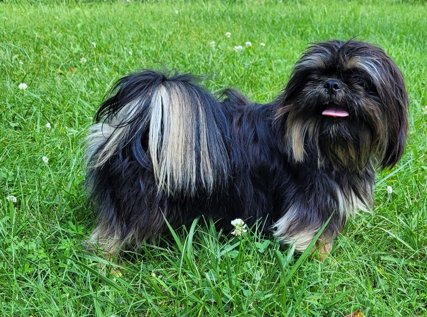 Adult black and tan shih tzu stands in the grass