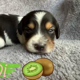 Kiwi - Piebald female Dachshund puppy in Groves, Texas from AH Doxies