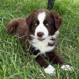 Cisco - Red & white male Miniature Australian Shepherd puppy in Marion, Michigan from Highland Hills Mini Aussies