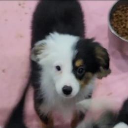 MARIGOLD BTM - Black tri male Toy Australian Shepherd puppy in Norwood, Missouri from Looney Farm’s Toy & Mini Aussies