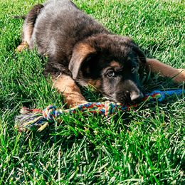 German Shepherd Puppies from Sand Hill Shepherds & Setters