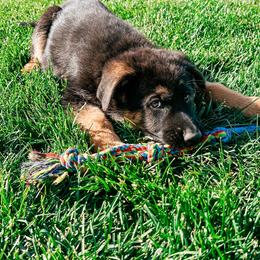 German Shepherd Puppies from Sand Hill Shepherds & Setters
