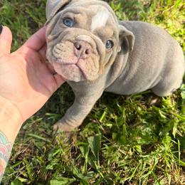 Porkchop - Lilac tri-color male Bulldog puppy in Marysville, Washington from BulldogWA