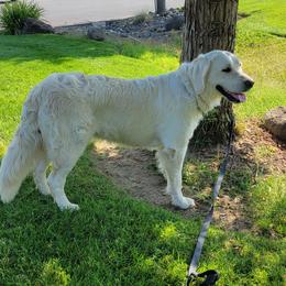 Clover - Golden Retriever