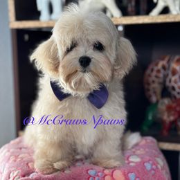 Star - Cream female Maltipoo puppy in Hesperia, California from McCraws N Paws