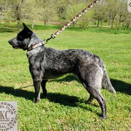 Echo - Australian Cattle Dog