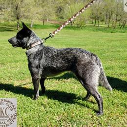 Echo - Australian Cattle Dog