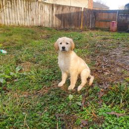 Purple Collar - Golden Retriever puppy in Benton, Arkansas from KSquared Golden Retrievers