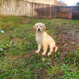 Purple Collar - Golden Retriever puppy in Benton, Arkansas from KSquared Golden Retrievers