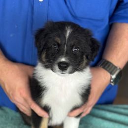 Bungle - Black tri-color female Australian Shepherd puppy in Rapid River, Michigan from Echolight Australian Shepherds