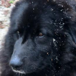 Colorado Mountain Dogs from Victory Family Farm