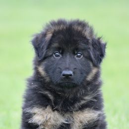 Boy 1 - German Shepherd puppy in Lincoln, California from Bären des Waldes