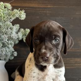 Witt - White and liver male German Shorthaired Pointer puppy in Ulen, Minnesota from North Wind Gundogs