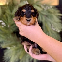 Boy 1 - Phantom male Bernedoodle puppy in Salt Lake County, Utah from Coco Avenue Pups