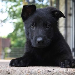 German Shepherd Puppies from Ridgeline Shepherds