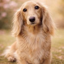 Monroe - Dachshund