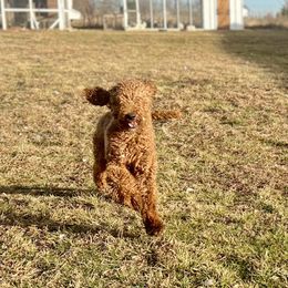 Reba - Australian Labradoodle
