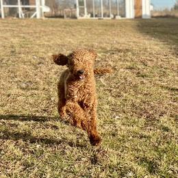 Reba - Australian Labradoodle