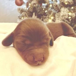 Frost - Red male Dachshund puppy in Delta, Utah from Dix n’ Dot Dachshunds