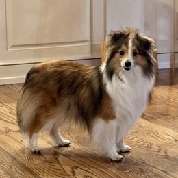 Gracie - Shetland Sheepdog
