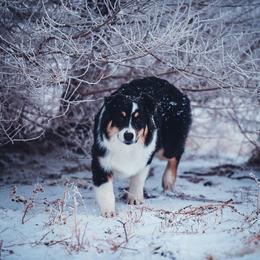 Australian Shepherd Puppies from Crystalbrook Aussies