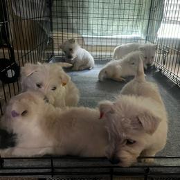 Summer - Wheaten female Scottish Terrier puppy in Chattanooga, Tennessee from Oodles of Cuties!