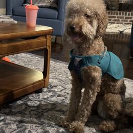 Bronco - Goldendoodle