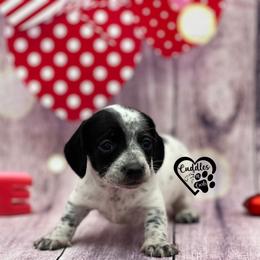 Miles - Piebald male Dachshund puppy in Nashville, Arkansas from Cuddles n Curls