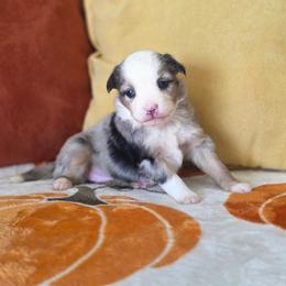 Cranberry sauce - Blue merle female Miniature Australian Shepherd puppy in Killen, Alabama from Wilkers Wholehearted Mini Aussies