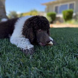 Riot - Parti male Poodle puppy in Hesperia, California from HD Poodles
