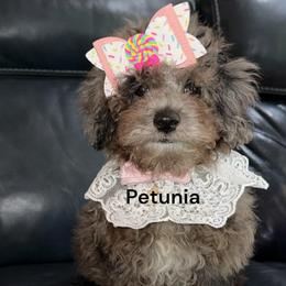 Reduced......Petunia - Blue Merle Color - Merle female Goldendoodle puppy in Beecher, Illinois from Erica’s Doodles