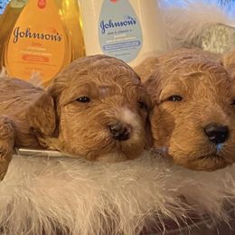 Goldendoodles from Curry Creek Doodle Farm