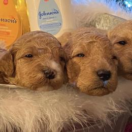 Goldendoodles from Curry Creek Doodle Farm