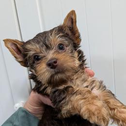 Gia - Chocolate and tan female Yorkshire Terrier puppy in Gatesville, Texas from KontryKritterz Yorkies