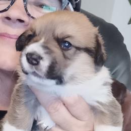 Boots - Pembroke Welsh Corgi