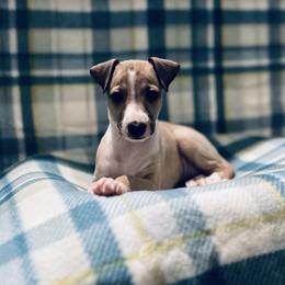 Pink - Fawn female Italian Greyhound puppy in Arkadelphia, Arkansas from Concordia