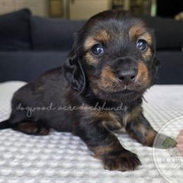 Shaded Red Brindle 2000 - Brindle male Dachshund puppy in Texarkana, Arkansas from Dogwood Acre Dachshunds