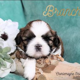 Shih Tzu Puppies from Charlemagne Shih Tzus